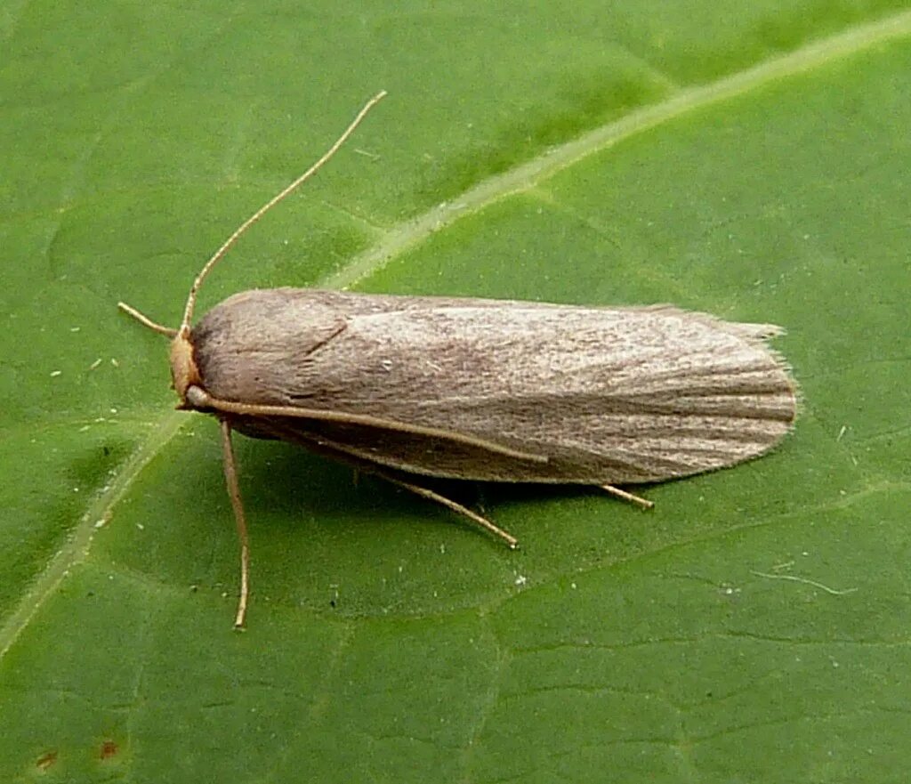 бабочка бражник молочайный. платяная моль имаго. яблоневая пяденица гусеница. платяная моль имаго. южная амбарная огневка plodia interpunctella.