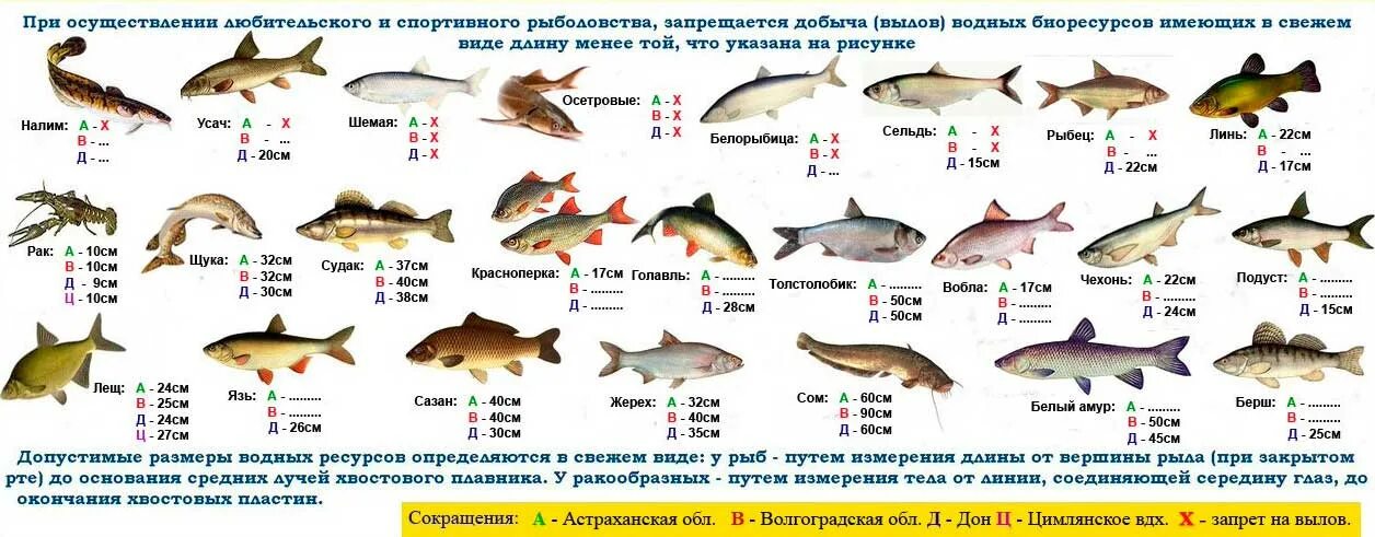 Правила любительского рыболовства в ростовской области. Таблица нормы вылова рыбы. Размер рыбы разрешенной к вылову. Размер судака разрешенный к вылову. Размеры рыбы разрешенной к вылову 2021.