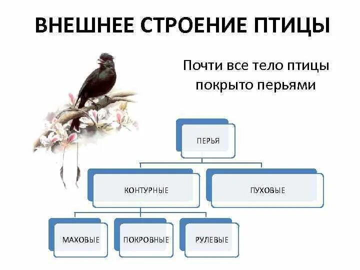 Строение птиц таблица 8 класс. Наружное строение птицы. Класс птицы строение. Среда обитания и внешнее строение птиц. Структура птиц.