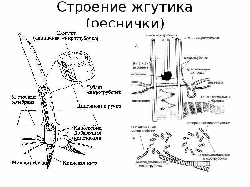 Строения и функции ресничек и жгутиков. Строение ресничек и жгутиков эукариотических клеток. строение реснички эукариот. строение жгутика эукариот.