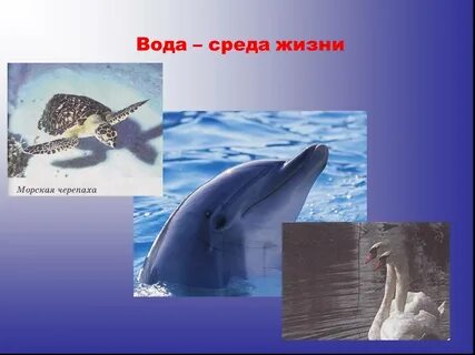 Вода как среда жизни