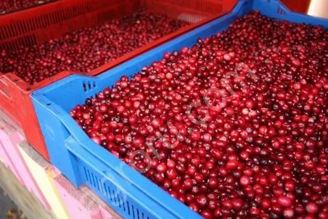 Клюква сдать оптом