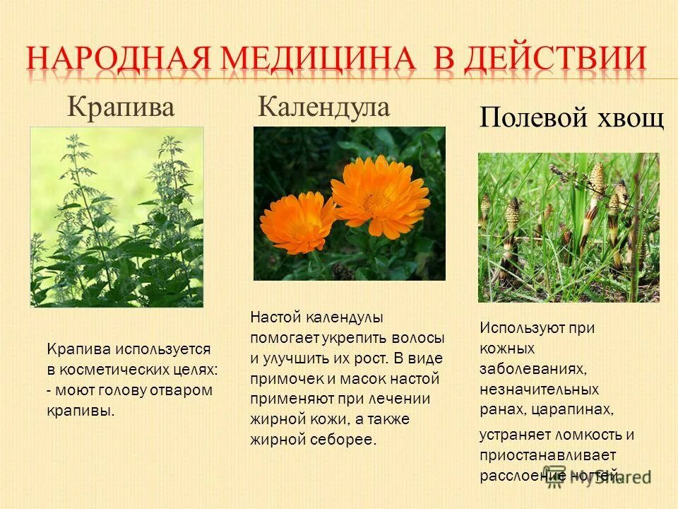 Крапива календула