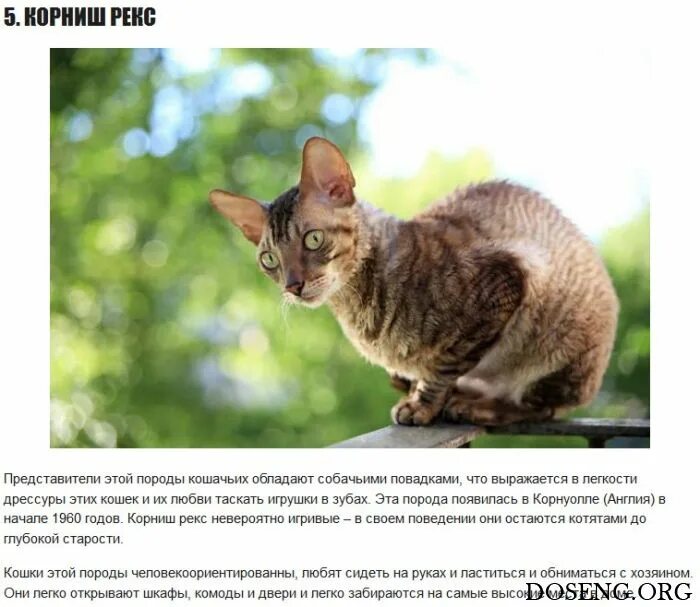 Можно ли по повадкам найти свое. Самые редкие породы кошек. кот с собачьими повадками порода. породы кошек редкие список. какая самая редкая порода кошек.
