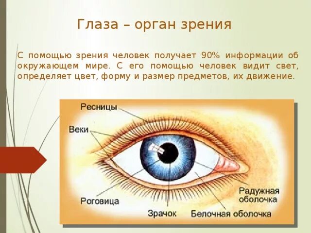 Реферат на тему глаза. Глаза орган зрения. Органы чувств человека глаза. Органы чувств орган зрения. Зрение орган чувств глаз.