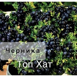 Черника топ хат описание сорта