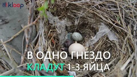 Сколько высиживают вороны
