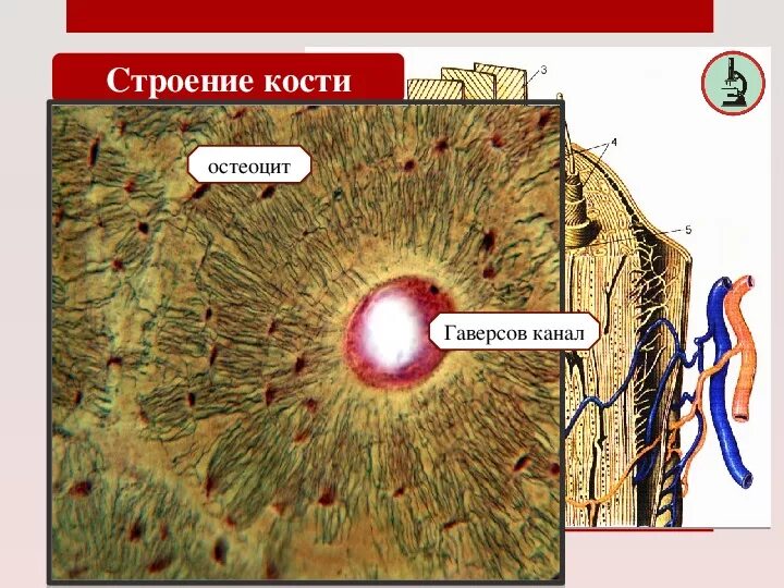 Строение остеона костная ткань. Костная ткань гаверсов канал. Гаверсов канал остеона строение. Остеон гистология. Остеон ткань