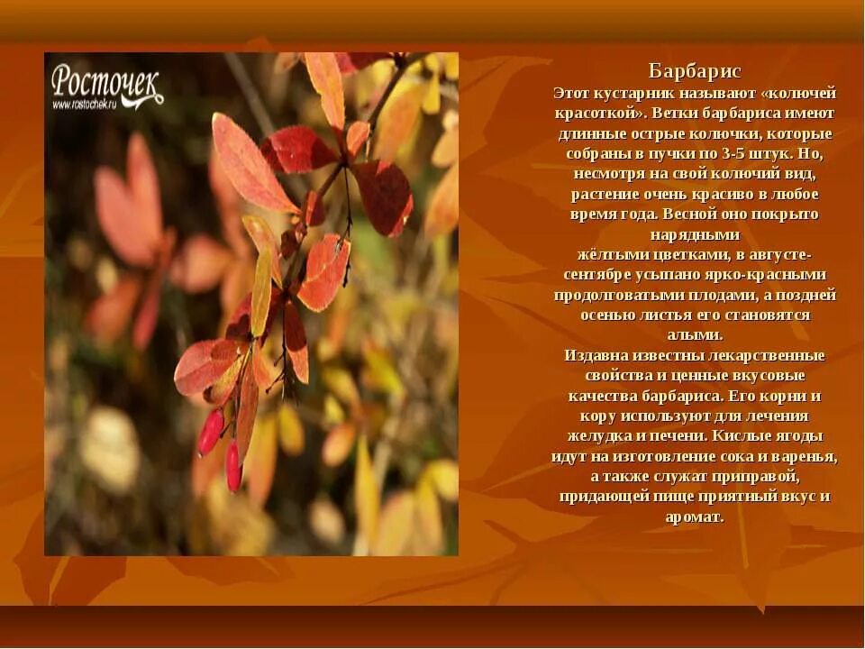 Рассказ о кустарнике. Кустарники леса 2 класс. Информация о можжевельнике. Кустарники леса 2 класс. Кустарники презентация.