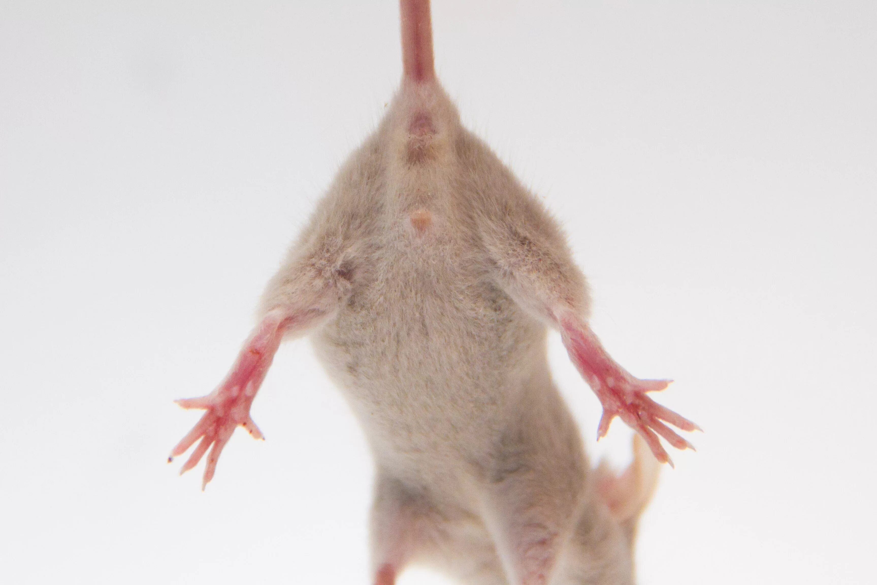 Как понять крыса мальчик или девочка. Пол крысы. Маленькая крыса мальчик. Пол крысы. Пол крысы.