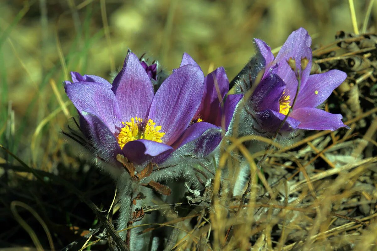прострела даурского (сон-травы). шафран палласа. коктебельский тюльпан крым. краснокнижные растения крыма. исчезающие растения крыма.