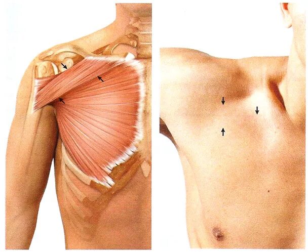 Ключичная порция грудной мышцы. Прикрепление грудной мышцы. Разрыв мышц грудной клетки. Большая грудная мышца.