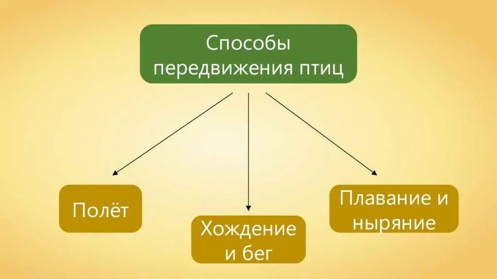 Особенности передвижения животных. Способы передвижения. Способы передвижения животных. Способы передвижения птиц. Способы передвижения полости тела.