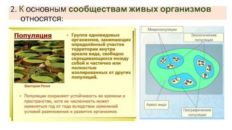 Сообщество живых организмов. Естественные сообщества живых организмов. Какие сообщество живых организмов. Живые сообщества. Организмам производителям относятся