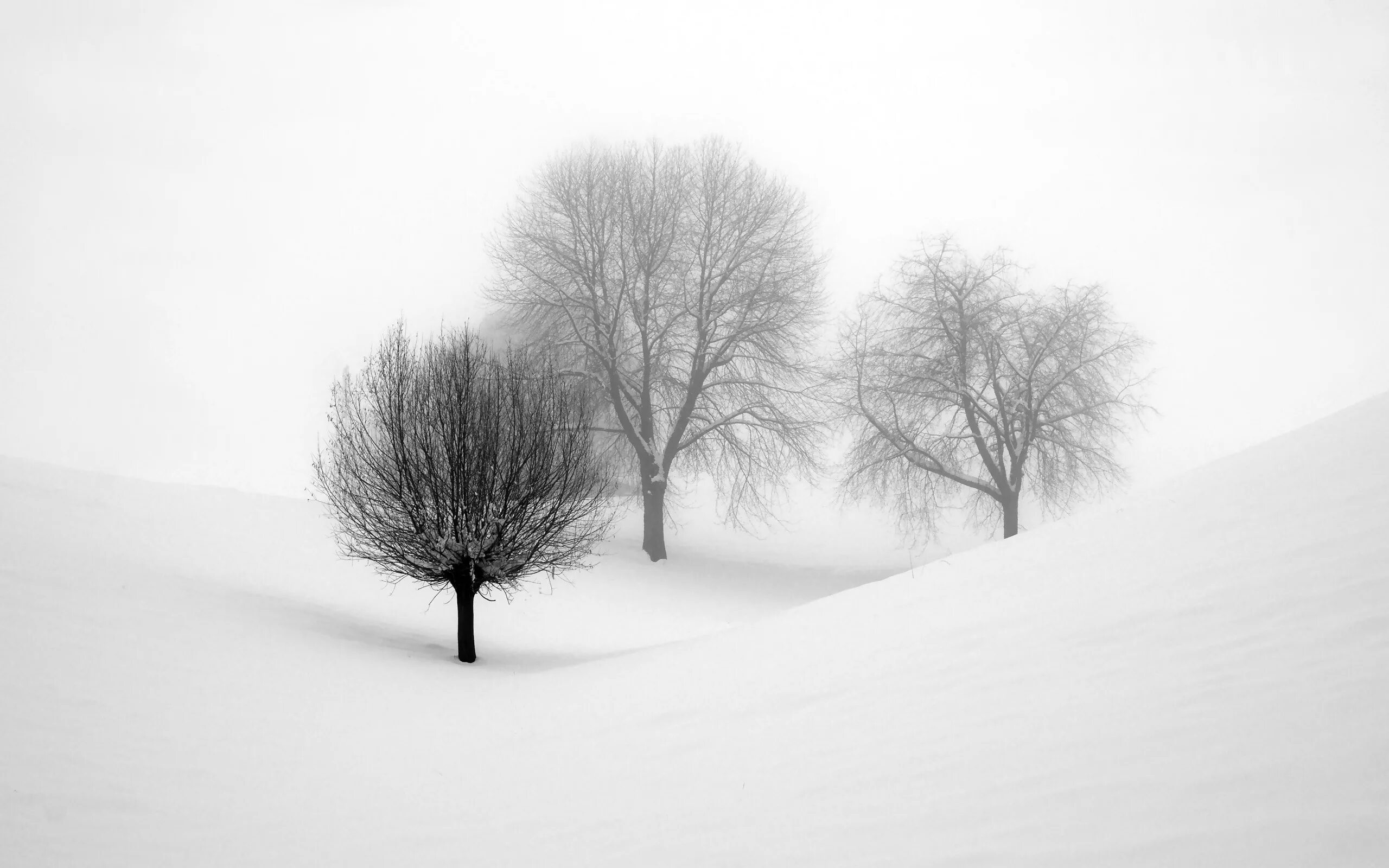 Контрасты зимы. Контрасты зимы. Зимний парк. Контрасты зимы. Зимний контраст фото.