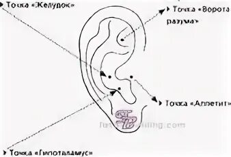 Акупунктурные точки на ухе для похудения. Акупунктурные точки для снижения аппетита. Точка голода на ушной раковине. Акупунктурные точки на ухе для снижения веса. Биологически активные точки на ухе.