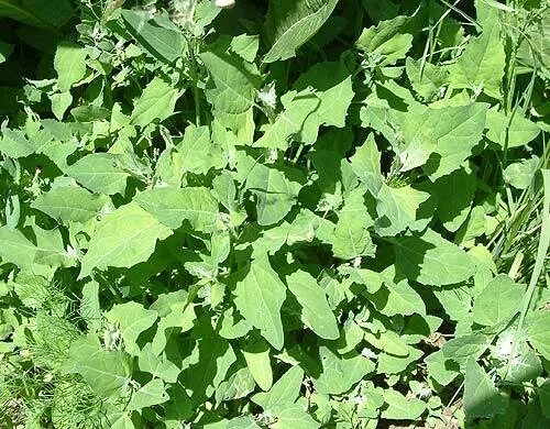 CHICKWEED Herb 2lb 907g ORGANIC Dried Bulk Tea Stellaria - Etsy Herbs, Medicinal