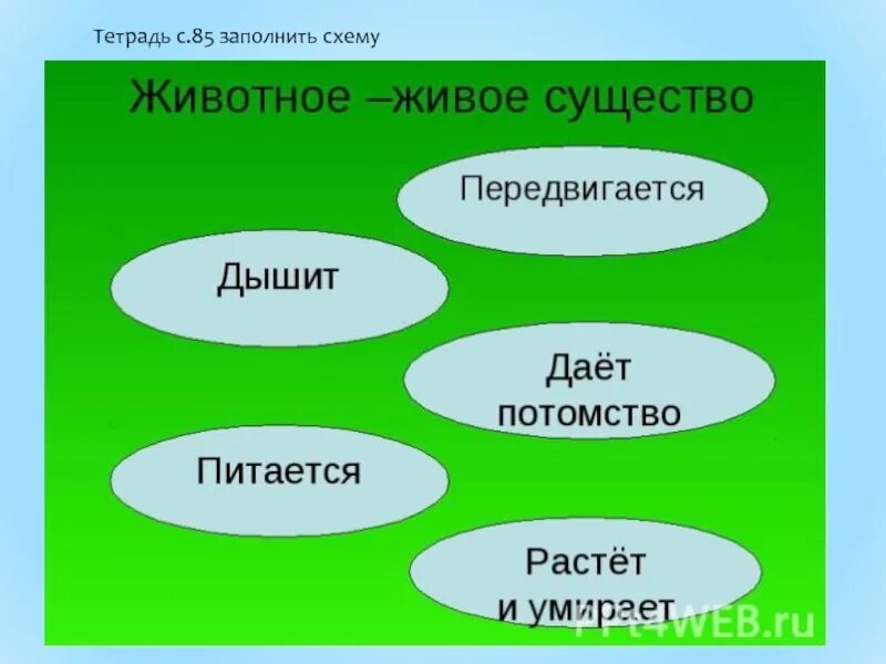 Живые организмы животные. Животные живые существа 1 класс окружающий мир. Животное живое существо схема. Живые существа тест