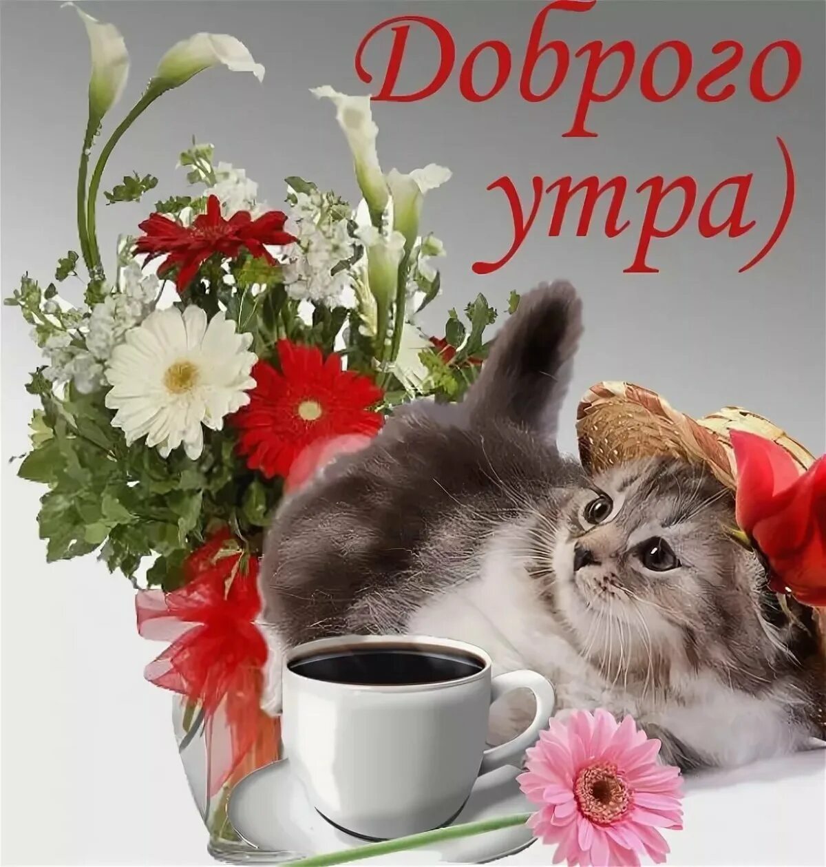 Открытки доброго утра дня с животными