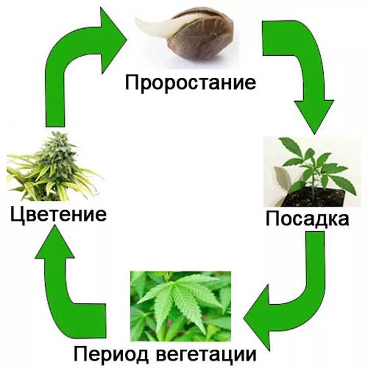 Вегетация что это