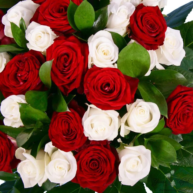 Букет "хризантемы и розы". Розы красные и белые. 5 роз белых и красных. 5 роз белых и красных. Букет из красных роз.