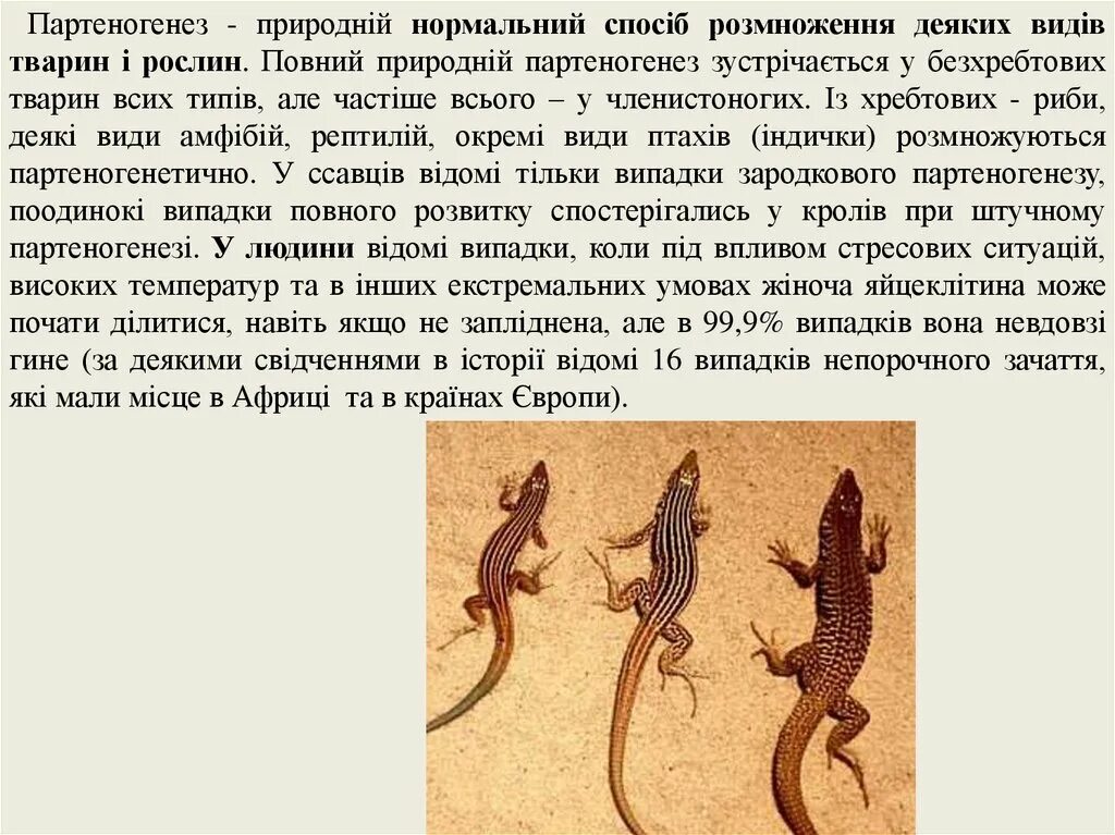 Как происходит размножение ящериц. Партеногенез у ящериц. Партеногенетическое размножение. Партеногенез у пресмыкающихся. Партеногенез у позвоночных примеры.