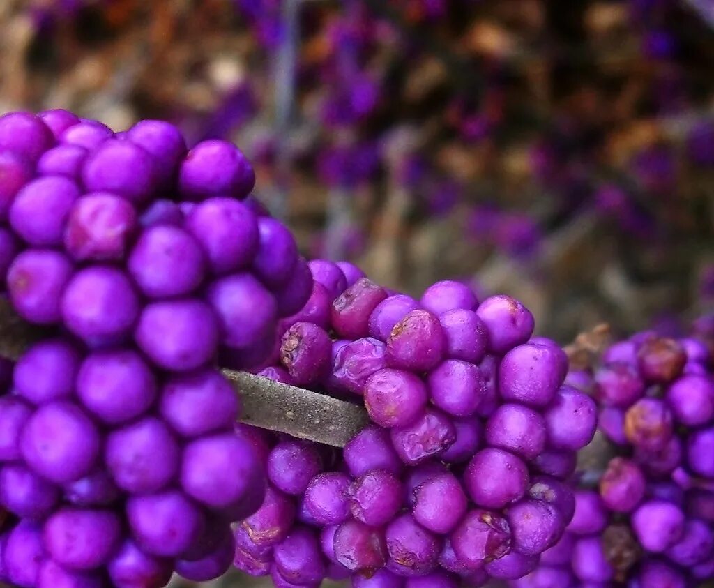 Purple berry