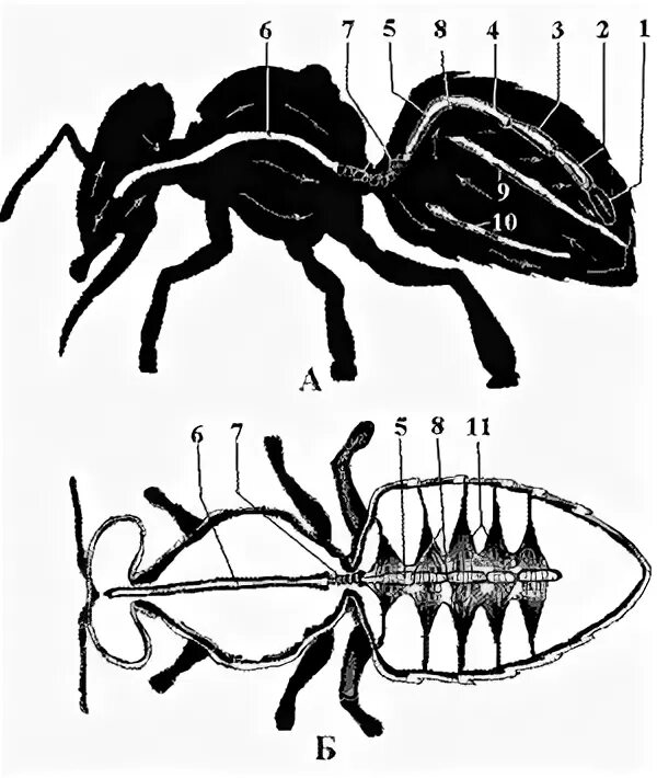кровеносная система пчелы медоносной. незамкнутая кровеносная система пчелы. кровеносная система пчелы. строение кровеносной системы пчелы. кровеносная система пчелы.