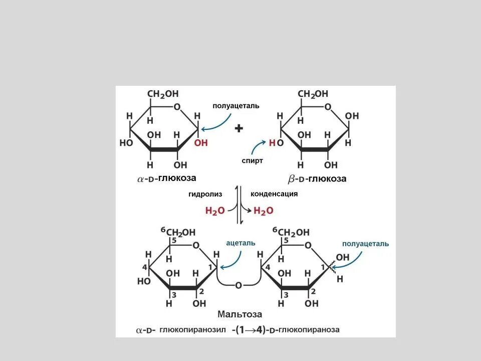 Связь 4 гликозидная. Мальтоза Тип гликозидной связи. Гликозидная связь это биохимия. Образование n-гликозидной связи. Лактоза Тип гликозидной связи.