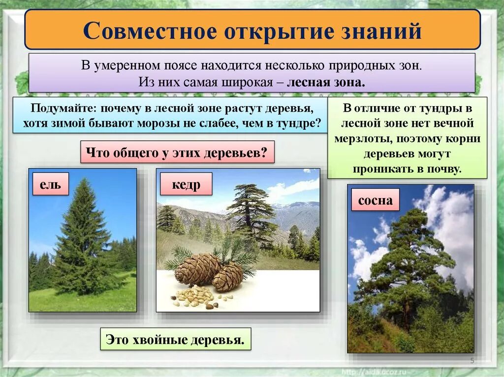 Климат лиственных лесов умеренных поясов. Деревья природных зон. Деревья в умеренном поясе. Деревья умеренного климата. Деревья Лесной зоны.