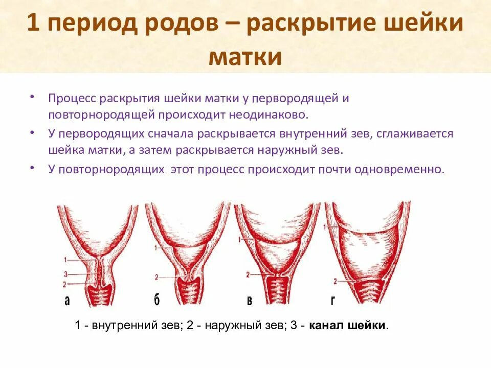 Раскрытие шейной матки. Раскрытие шейки матки при родах. Период раскрытия шейки матки.