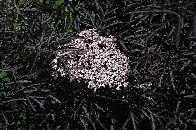 Бузина черная сорта. Бузина чёрная Блэк Лэйс. Бузина черная (Sambucus nigra). Бузина чёрная Блэк Тауэр. Бузина черная Black Lace.