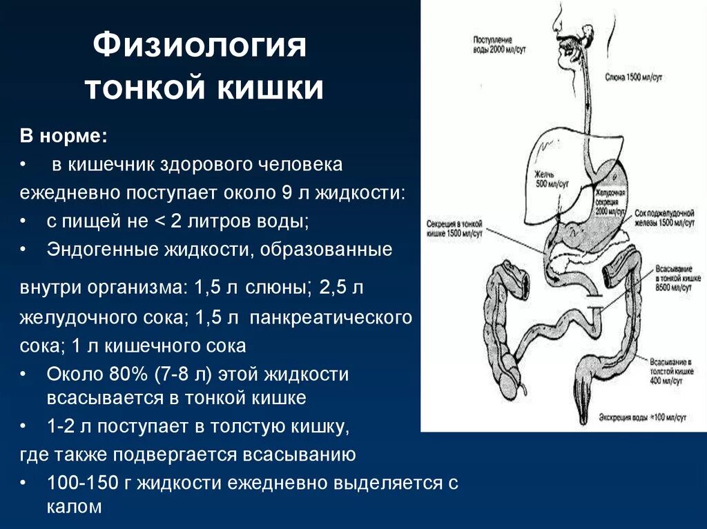 Процессы в кишечнике человека