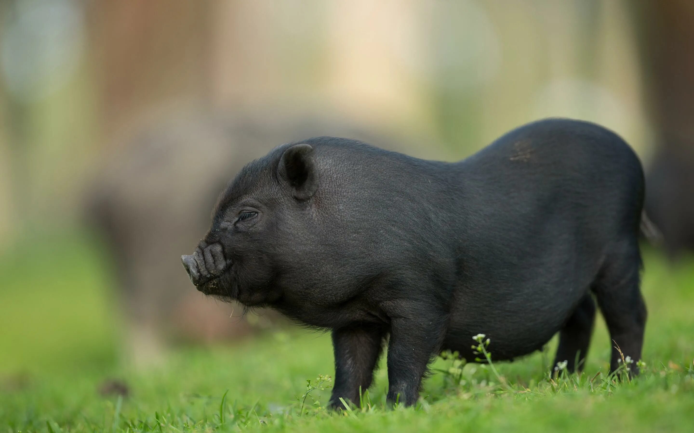 Big pig. Черная Иберийская свинья. Иберийская Свинка. Вьетнамская вислобрюхая мини Пиг.