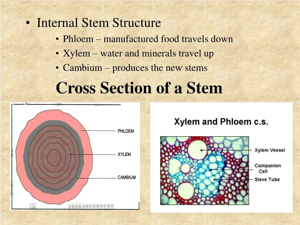 Internal structure. Internal structure of the Tree Stem. External Internal structure. External and Internal structure of a Word примеры. The Internal structure of the Plant Stem.