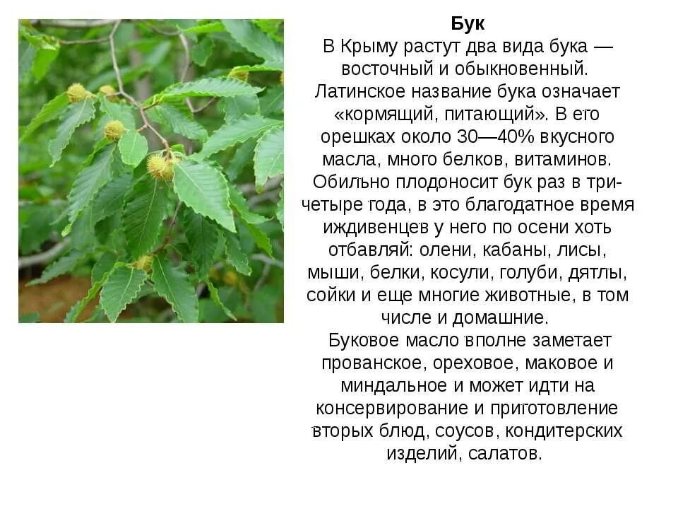 Дерево бук фото и описание. Бук дерево описание. Бук краткая информация. Сообщение про дерево бук. Описание бука дерева.