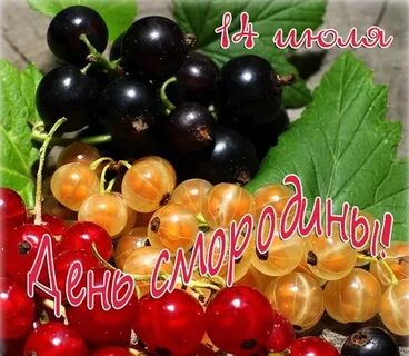 День смородины