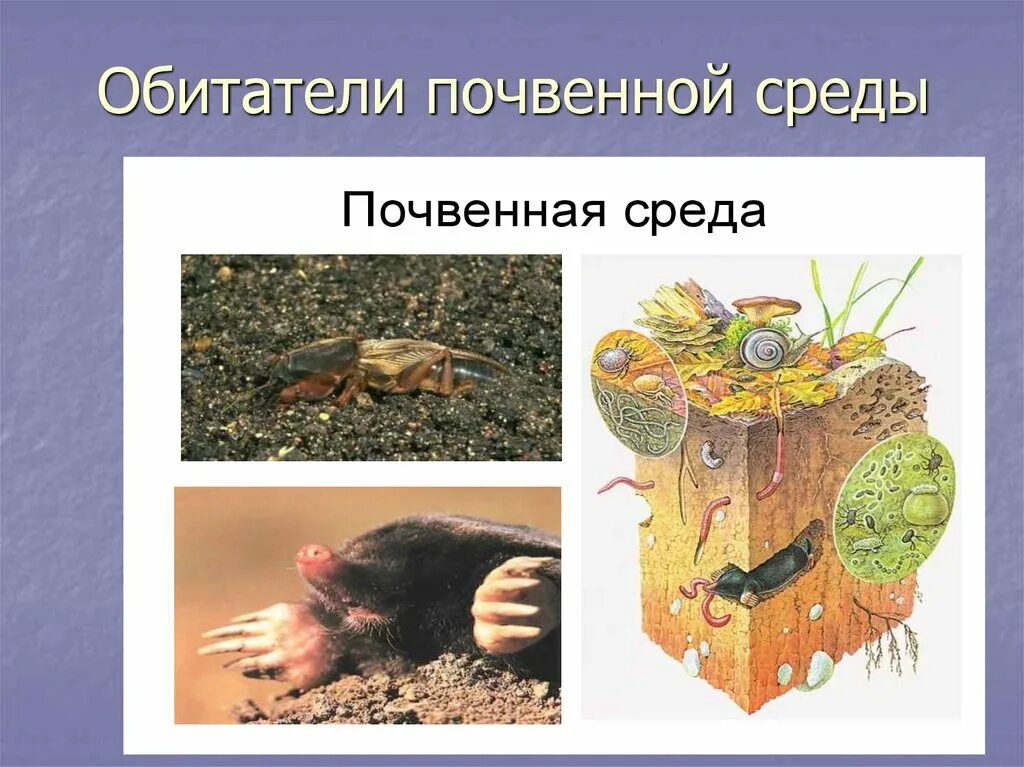 Почвенная среда обитания 5 класс примеры. Почвенная и организменная среда обитания. обитатели почвенной среды. обитателей почвенной организменной среды. приспособление организмов к почвенной среде.