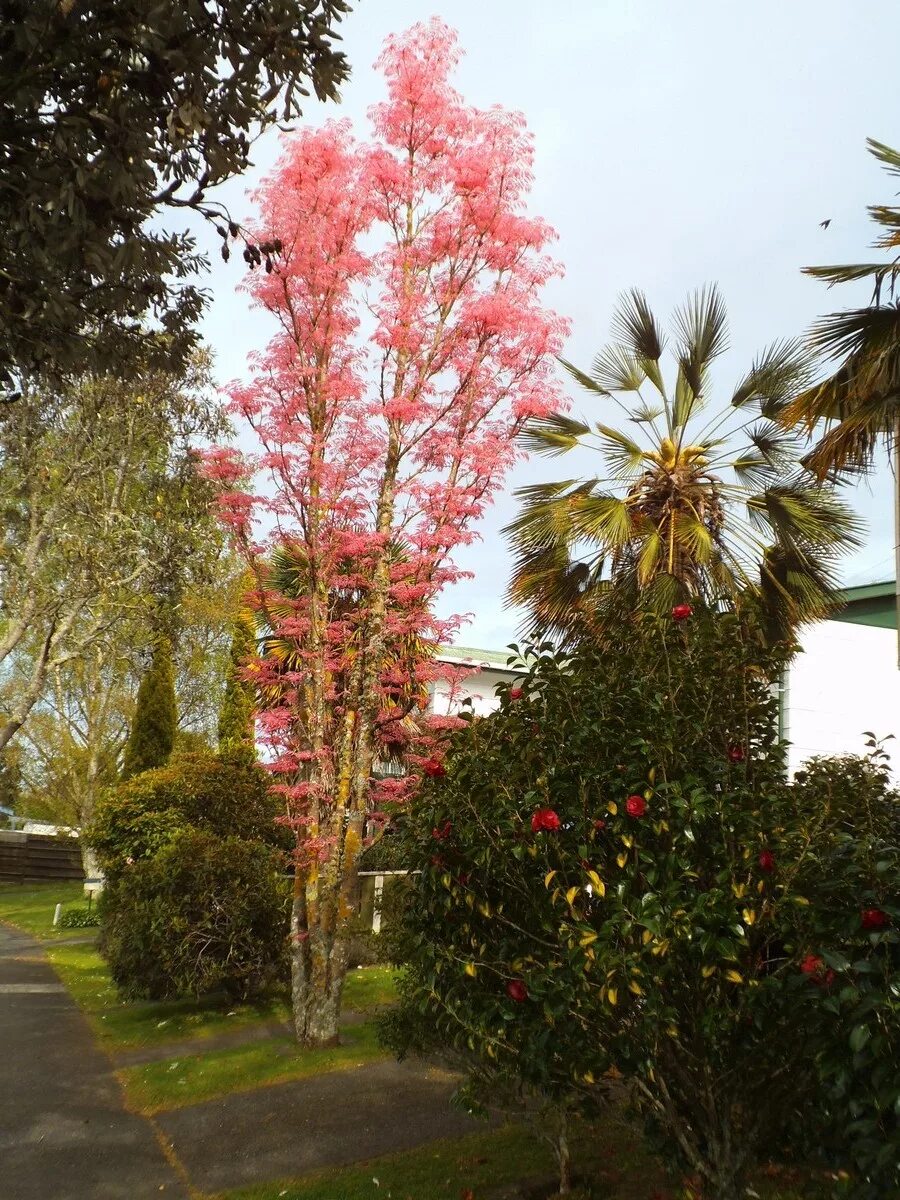 Дерево розовый фламинго. Деревья фламинго. Ботанический сад генуя фламинго. Вестфаленпарк фламинго. Фламинго в саду.