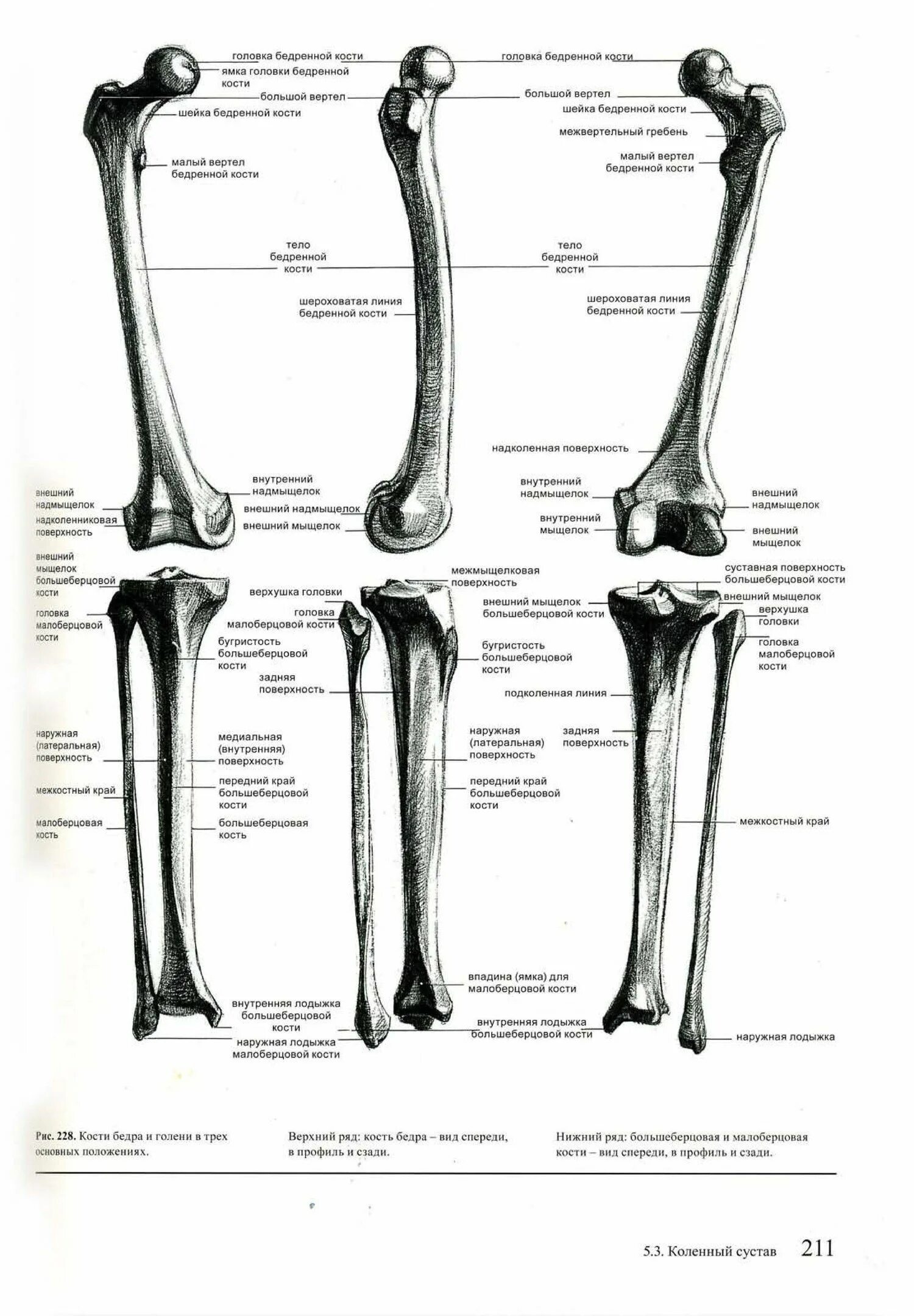 С какими костями соединяется бедренная кость. Анатомия нижних конечностей берцовая кость. Анатомия кости нижних конечностей бедренная. Баммес анатомия ноги кости. Большеберцовая кость анатомия человека.