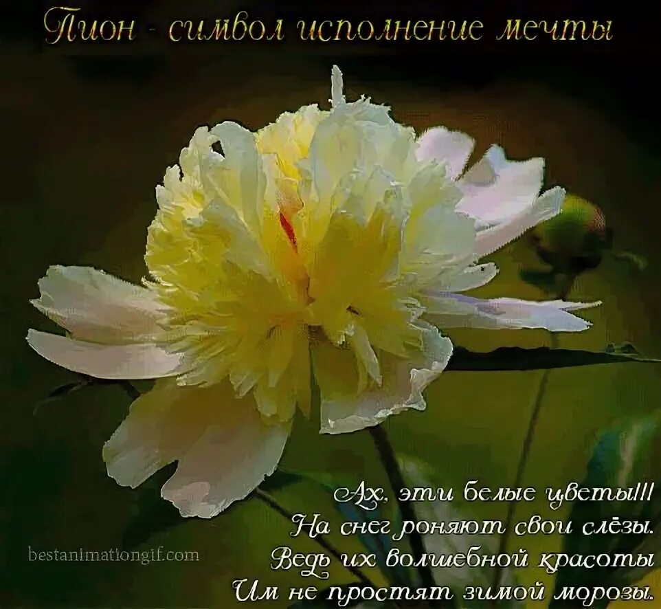 Высказывания про цвета. Высказывания про цветы. красота цветов цитаты. цитаты про цветы. красивые высказывания о цветах.