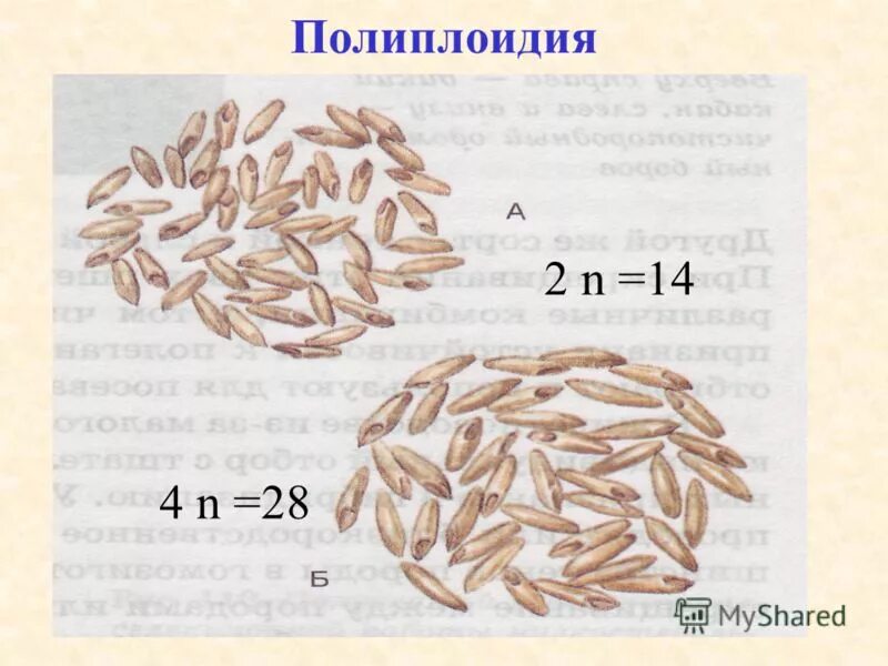 Получение полиплоидных гибридов. Полиплоидия в селекции. Полиплоиды это в селекции. Сорта растений полиплоидия. Полиплоидия хромосомы.