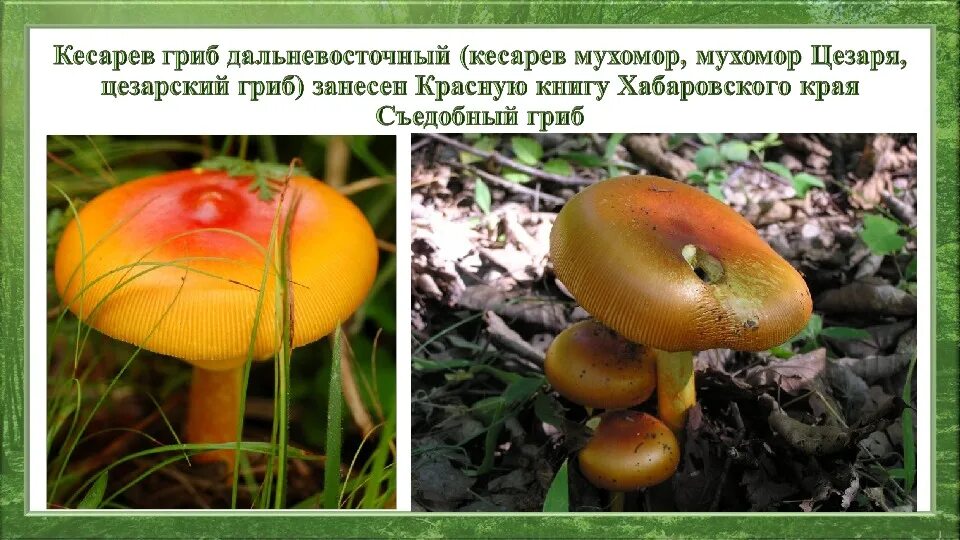 Грибы Приморского края биология, презентации