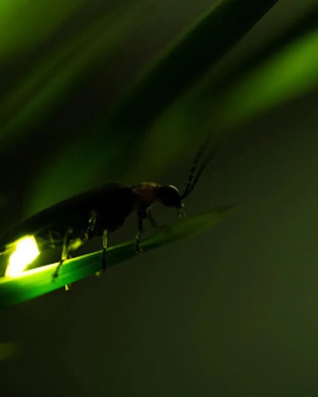 Светляки род. Светляки род. Жук светлячок черноморское побережье. Светляки род. Светлячка photinus pyralis.