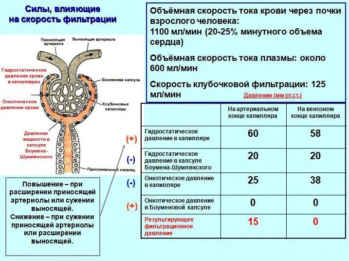 Сколько дают за почку. Клубочковая фильтрация почек норма. Давление в нефроне. Кровяное давление в нефроне. Давление в клубочке нефрона.