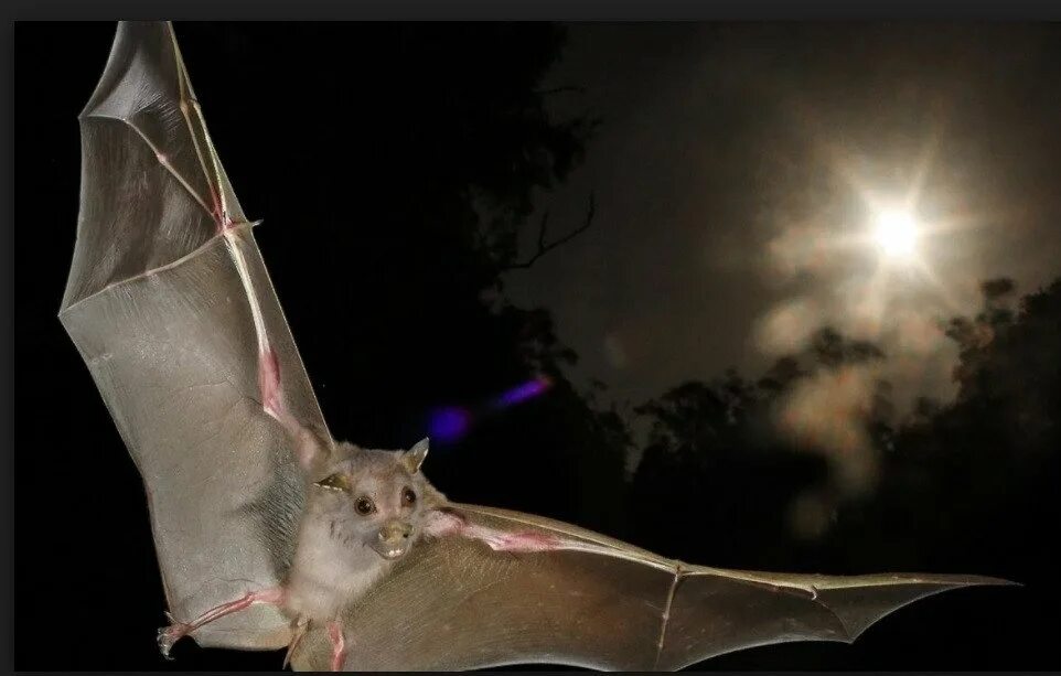 Bats Eat Dirt to Stay Healthy Bat, Animals, Butterfly bat