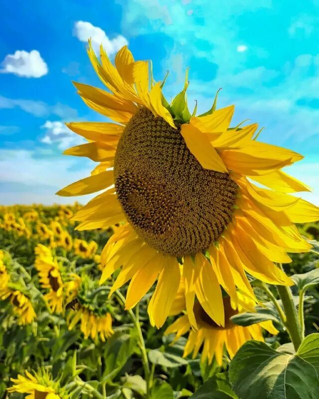 Подсолнух времени. Подсолнух фото. Подсолнух времени. Желтое поле с подсолнухами небо. 8 подсолнухов.