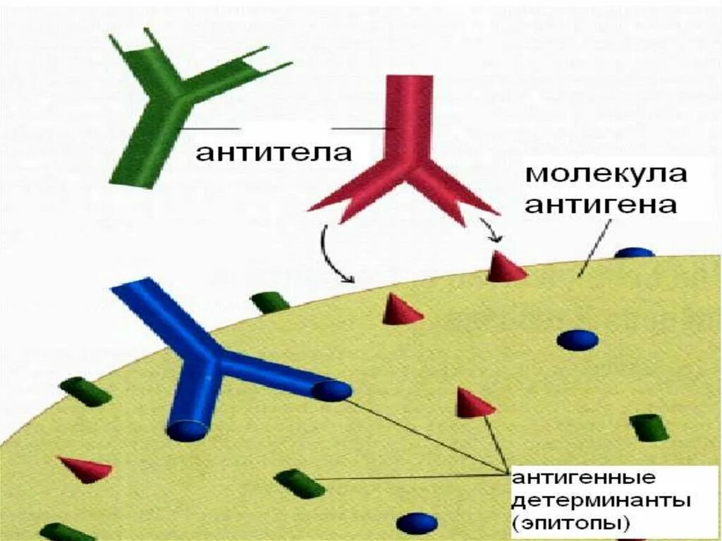 Антигены антитела иммунный ответ. Схема антиген антитело. Иммуноглобулин антитела антигены. Комплекс антиген антитело схема. Комплекс антиген антитело иммунология.