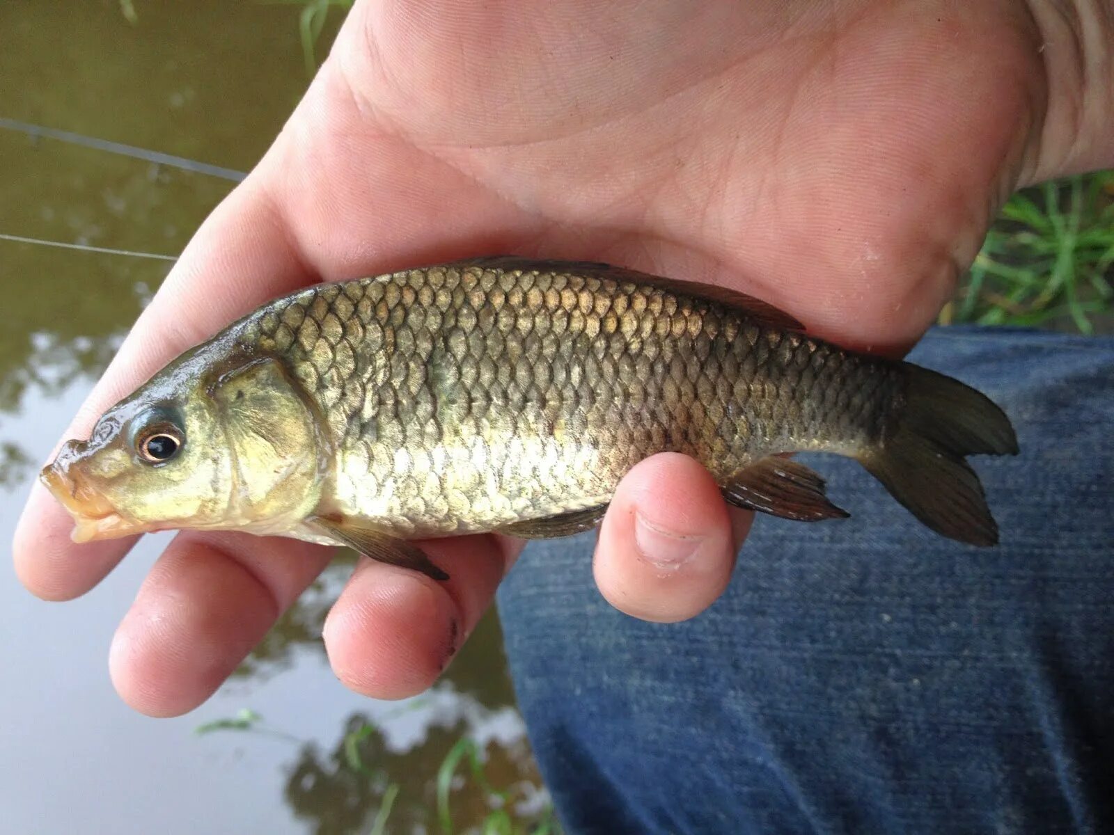 Мелкий сазан. Сазан (cyprinus carpio). Аральский сазан. Сазан маленький. Сеголетка сазана.