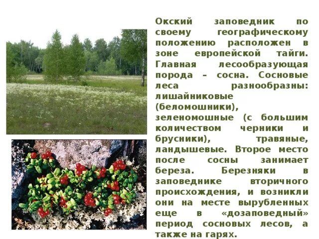 Окский заповедник кратко. Окский заповедник доклад. заповедники и заказники лесной зоны. окский заповедник презентация.